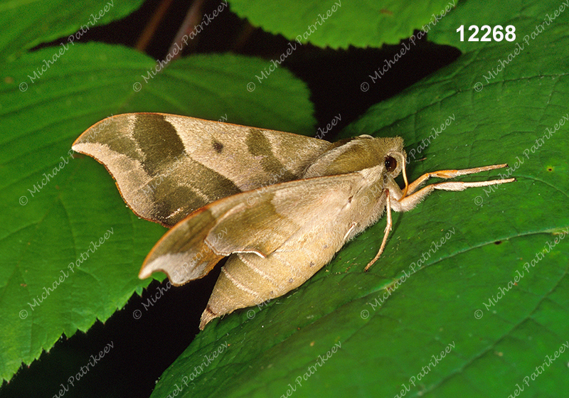 Virginia Creeper Sphinx (Darapsa myron)